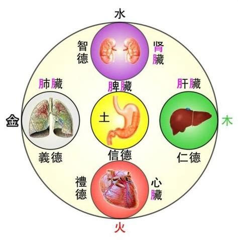 五腑|臟腑